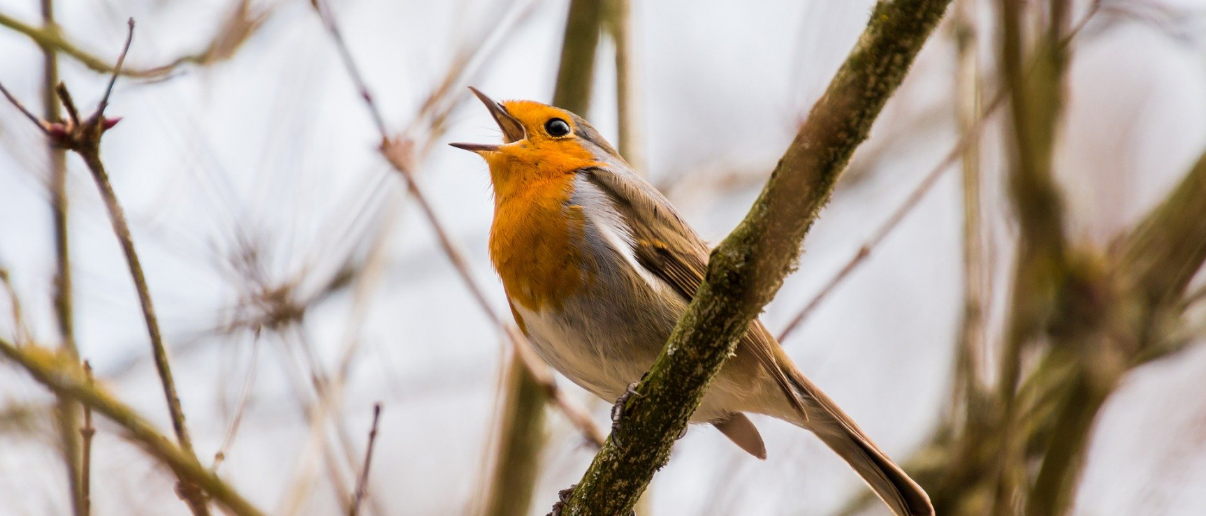 Pájaro cantor (foto: pixabay)