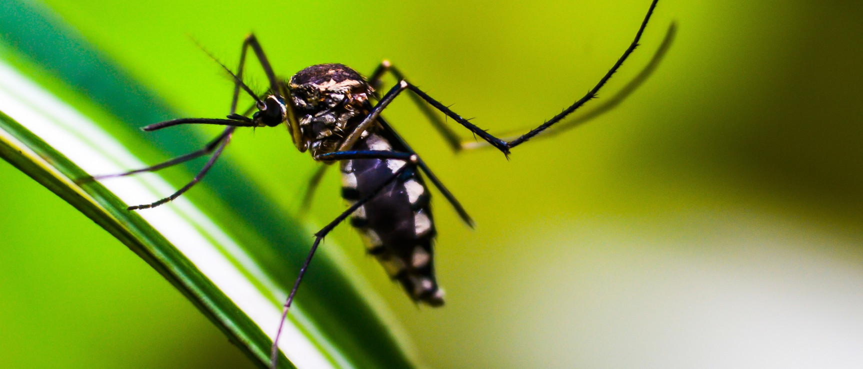 Mosquito (foto: Pixabay)