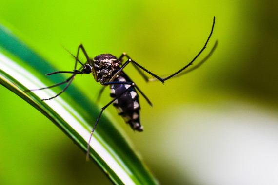 Mosquito (foto: Pixabay)